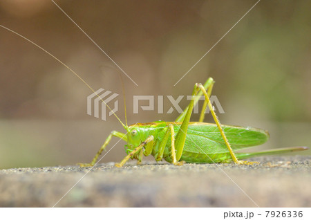 ヤブキリ 7926336