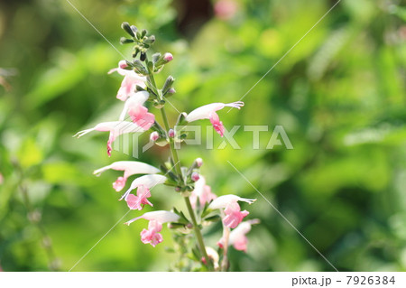 サルビアコネクシア 7926384