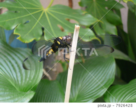 割り箸にとまるトンボ 7926428