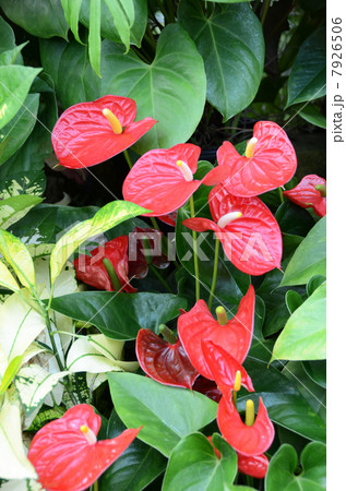 ハート型の花　 7926506