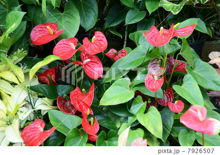 ハート型の花　 7926507