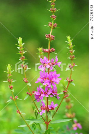 ミソハギ 7926848