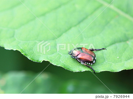 マメコガネ 7926944