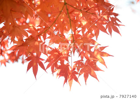 紅葉 7927140