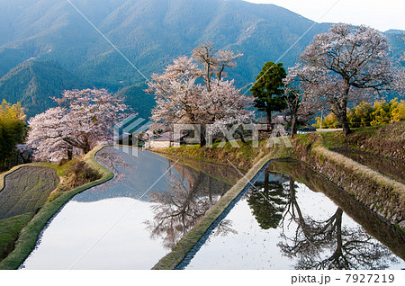 三多気の桜 7927219