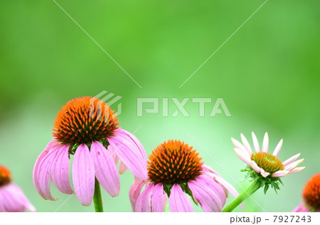 紫馬簾菊 紫馬簾菊 7927243