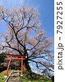 才谷の稲荷桜 7927255