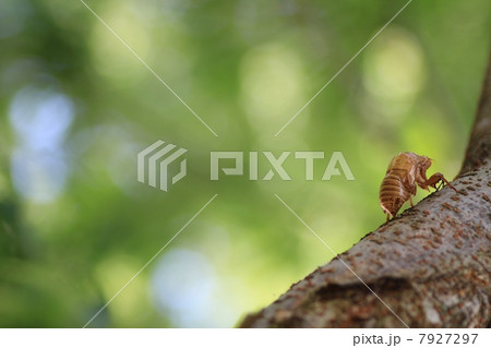 蝉の抜け殻 蝉の抜け殻 7927297