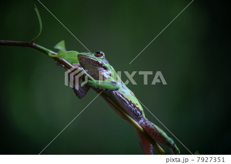 モリアオガエル 7927351