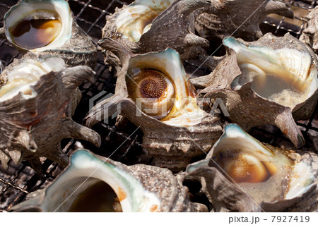 さざえ さざえ 7927419