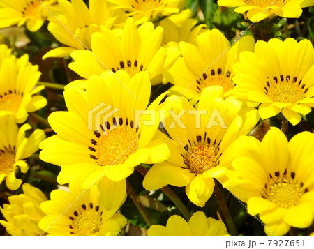 アフリカキンセンカシリーズ 7927651