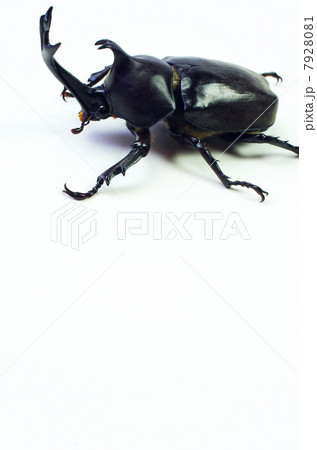 白地に黒いカブトムシ 7928081