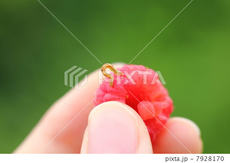 尺取虫 7928170