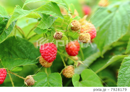 赤く実ったラズベリー 赤く実ったラズベリー 7928179