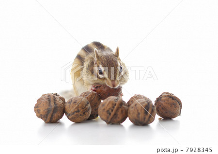 オニクルミを食べるシマリス 7928345