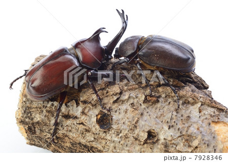 カブトムシ 7928346