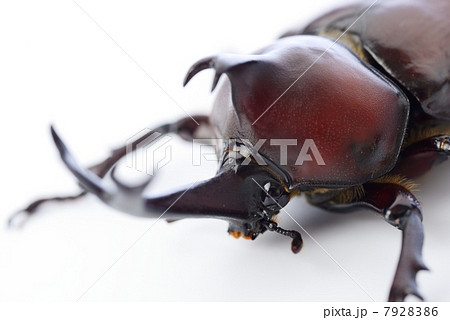 甲虫 甲虫 7928386