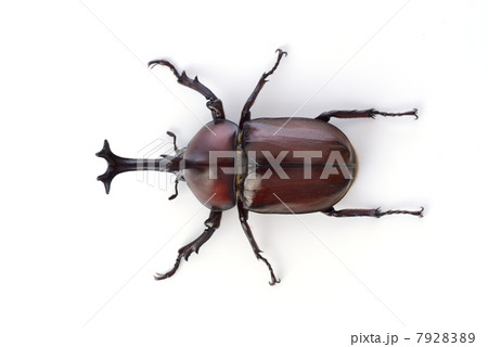 甲虫 7928389