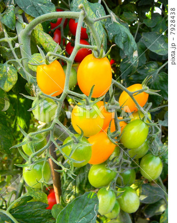 鈴なりのトマト 鈴なりのトマト 7928438