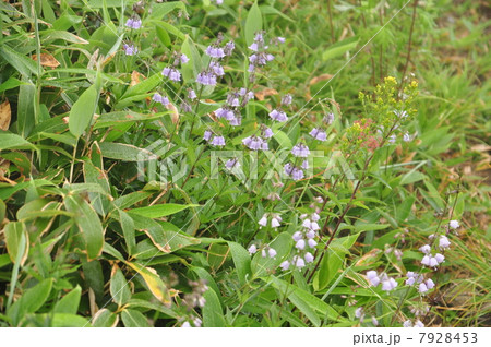 ハクサンシャジン 7928453