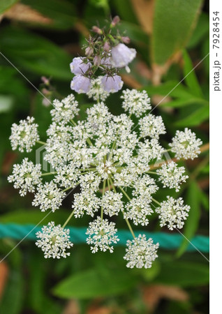 ミヤマゼンコ 7928454