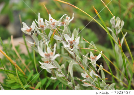 ミネウスユキソウ ミネウスユキソウ 7928457