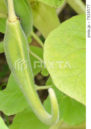 ツノゴマ ツノゴマ 7928577