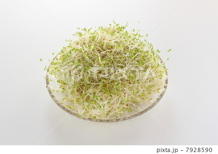 アルファルファ 7928590