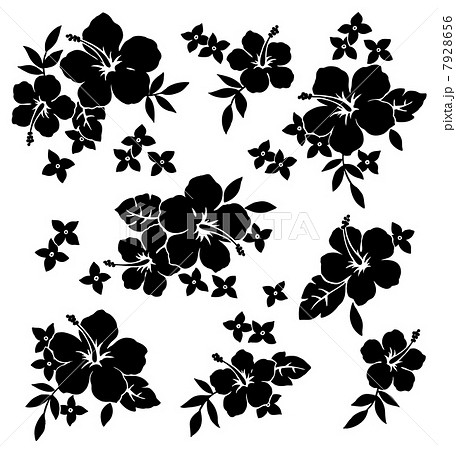 ハイビスカス ハイビスカス 7928656