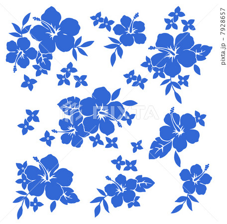 ハイビスカス ハイビスカス 7928657