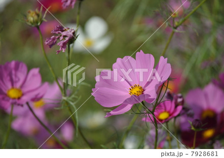 咲き乱れるピンクのコスモス 7928681