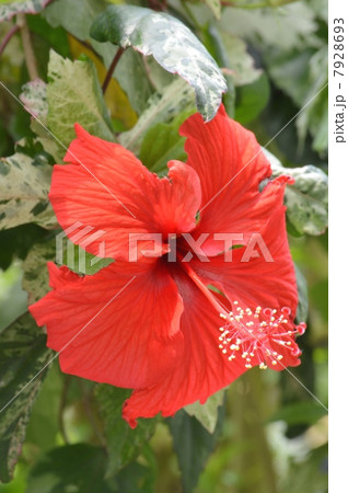 ブッソウゲ クーペリ ブッソウゲ クーペリ 7928693