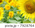 ひまわり畑０４ 7928764