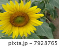 ひまわり畑０５ 7928765