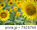ひまわり畑０６ 7928766