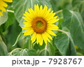 ひまわり畑０７ 7928767