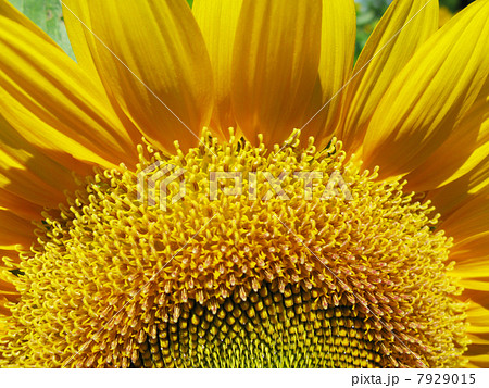 ヒマワリ 7929015