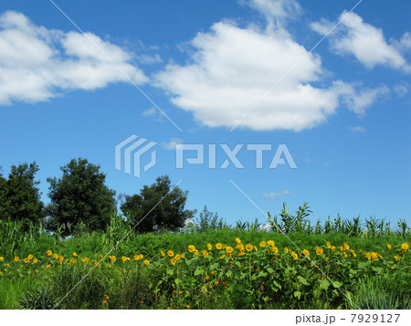 青空と雲と向日葵 青空と雲と向日葵 7929127