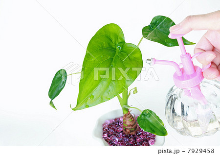 クワズイモ水やり クワズイモ水やり 7929458