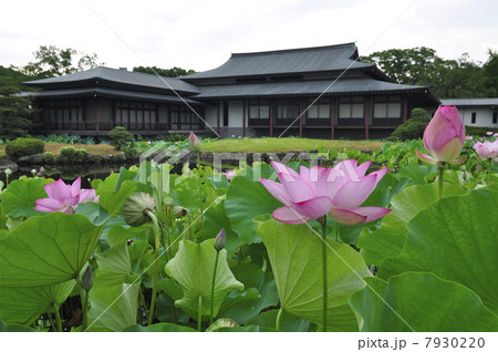 宇佐神宮の蓮 7930220