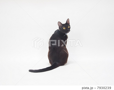振り向く黒猫の写真素材