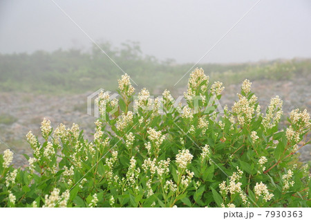 オンタデ 7930363