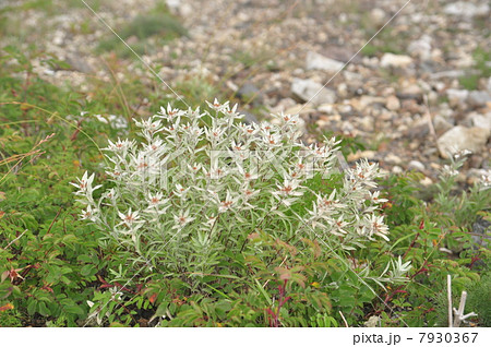 ミネウスユキソウ 7930367