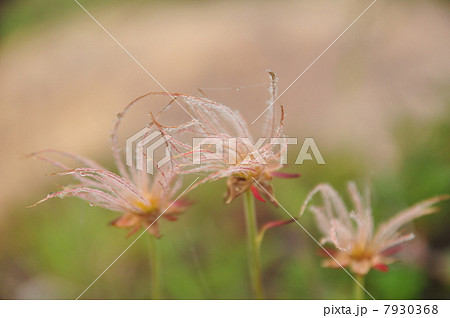 チングルマ 7930368