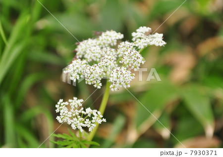 白い花 白い花 7930371