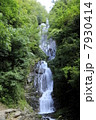 夏の常清滝 7930414