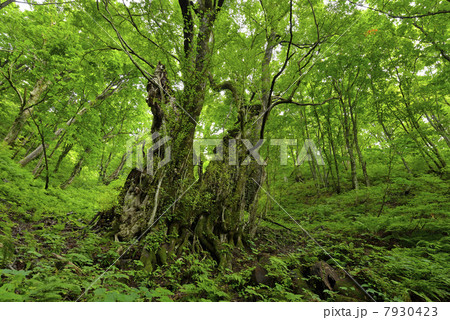 権現山の大カツラ（正面左寄） 7930423