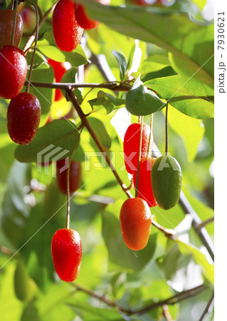 ナツグミ ナツグミ 7930621