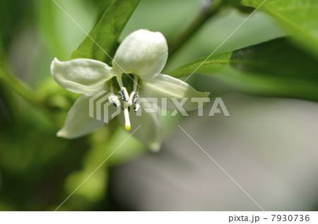 シシトウの花の写真素材