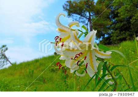 山百合 山百合 7930947